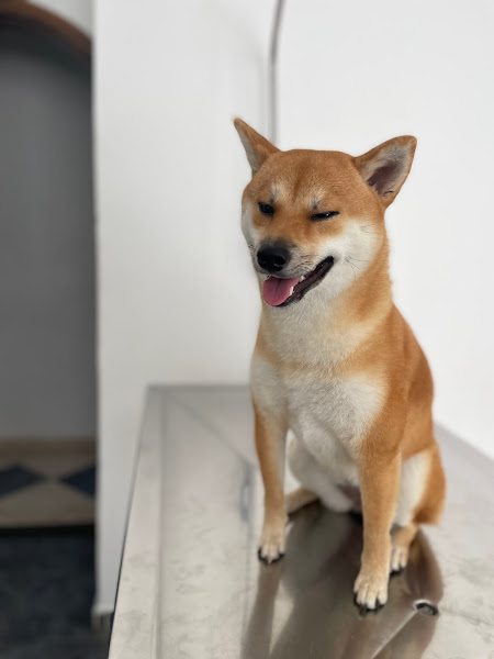 Foto 5 Clínica Veterinária Patrícia Marques